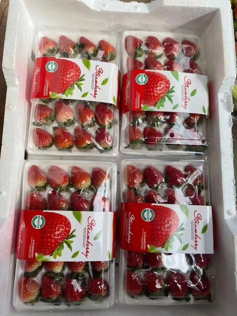 精品草莓安徽草莓承接商超电商供货量大甜美多汁欢迎采购