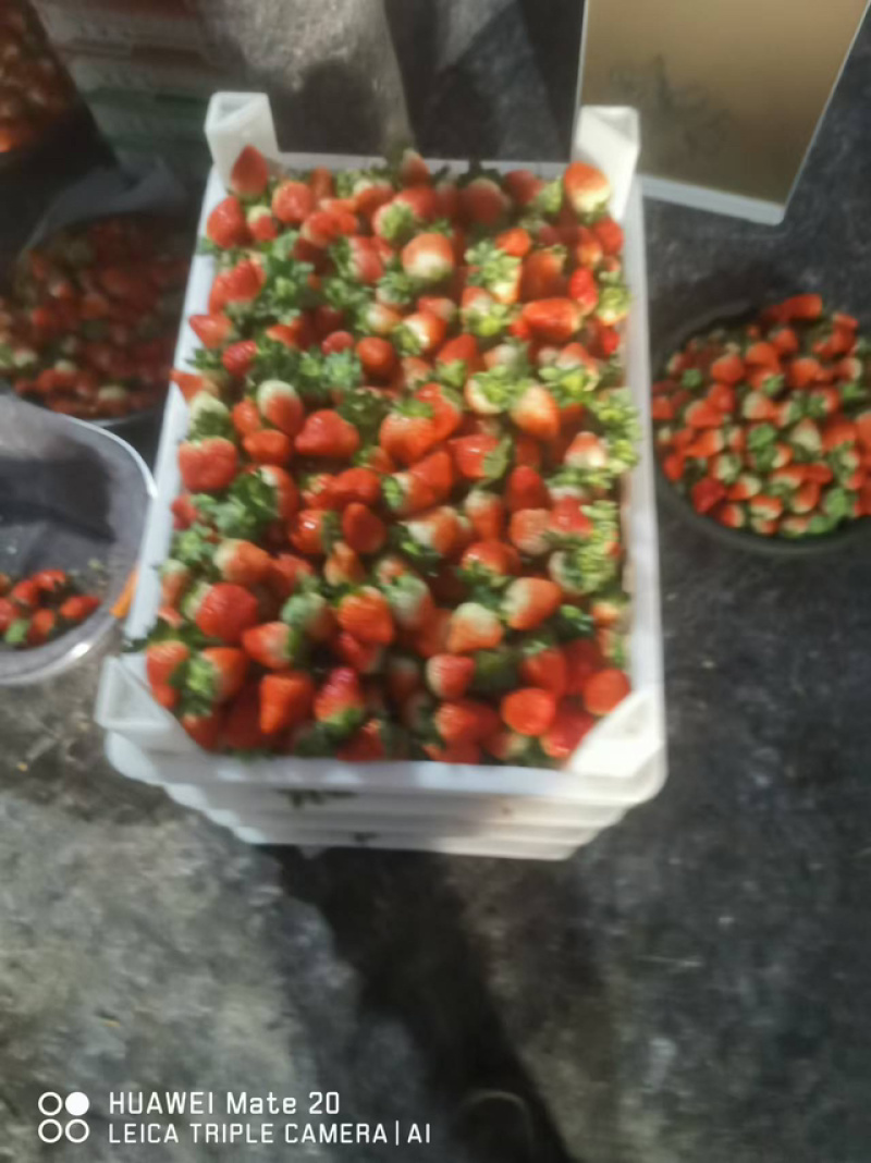 精品草莓安徽草莓承接商超电商供货量大甜美多汁欢迎采购