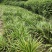 四川大叶红心优质石菖蒲种苗抗病力强产量高生产速度快