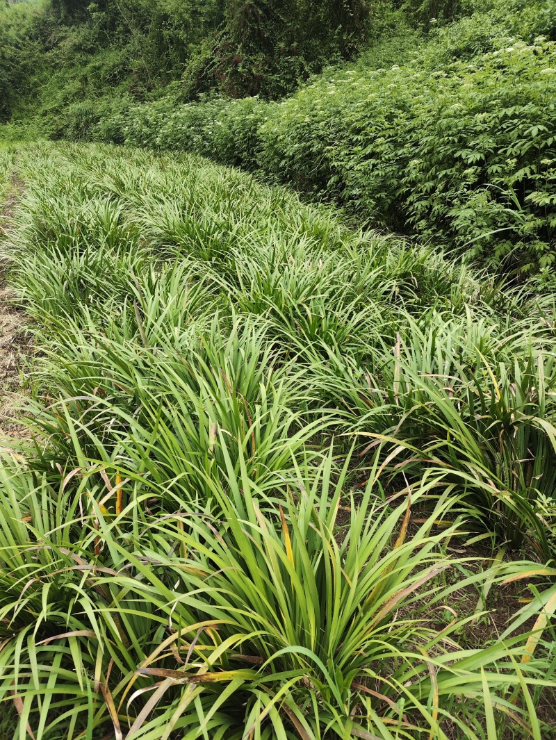 四川大叶红心优质石菖蒲种苗抗病力强产量高生产速度快