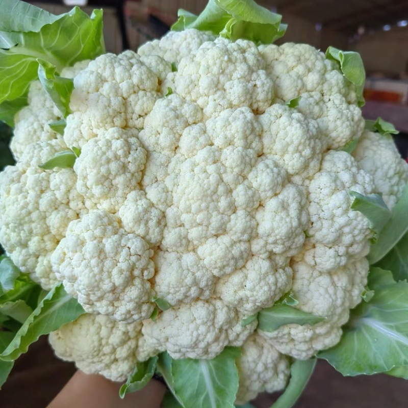 花菜松花菜产地一手货源对接全国批发市场量大优惠