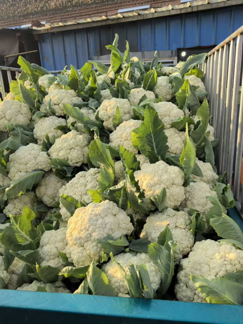 花菜松花菜产地一手货源对接全国批发市场量大优惠