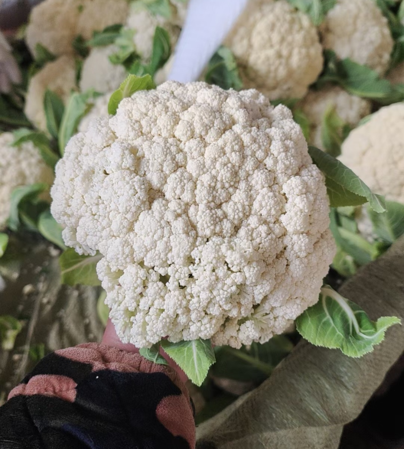 花菜松花菜产地一手货源对接全国批发市场量大优惠