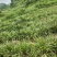 四川大叶红心优质石菖蒲种苗抗病力强产量高生产速度快