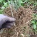 黄花倒水莲种子苗，大，中，小。苗粗根壮。无病株。