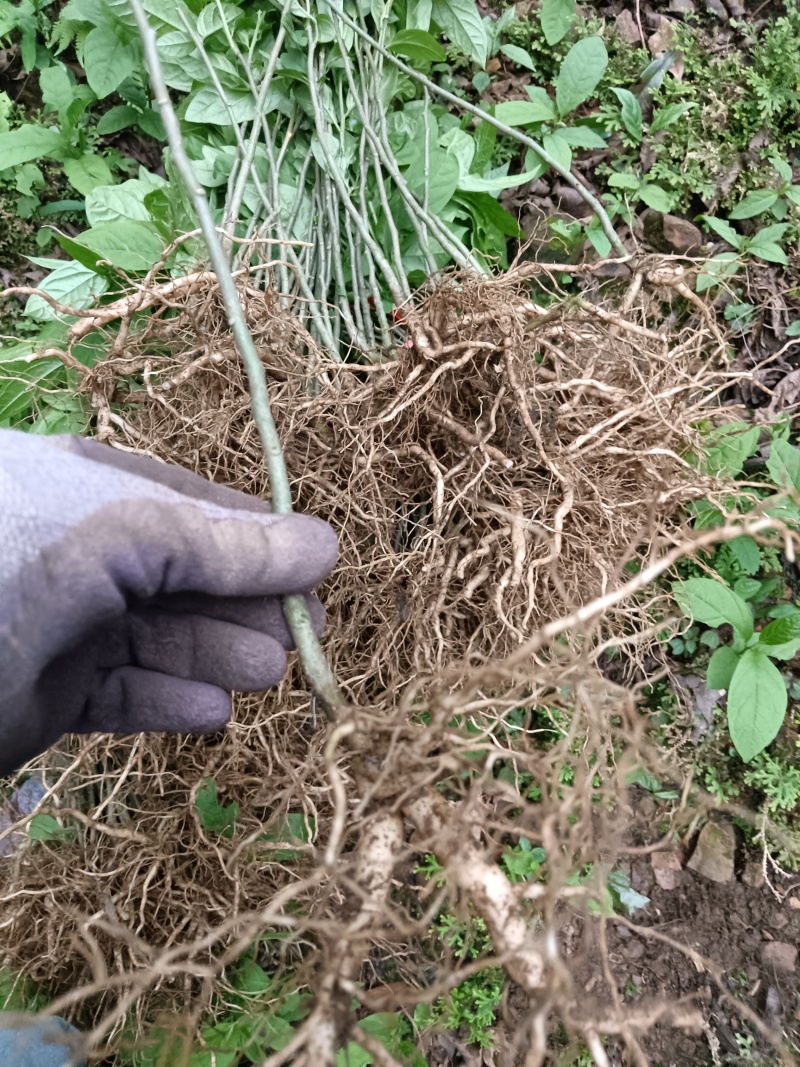 黄花倒水莲种子苗，大，中，小。苗粗根壮。无病株。