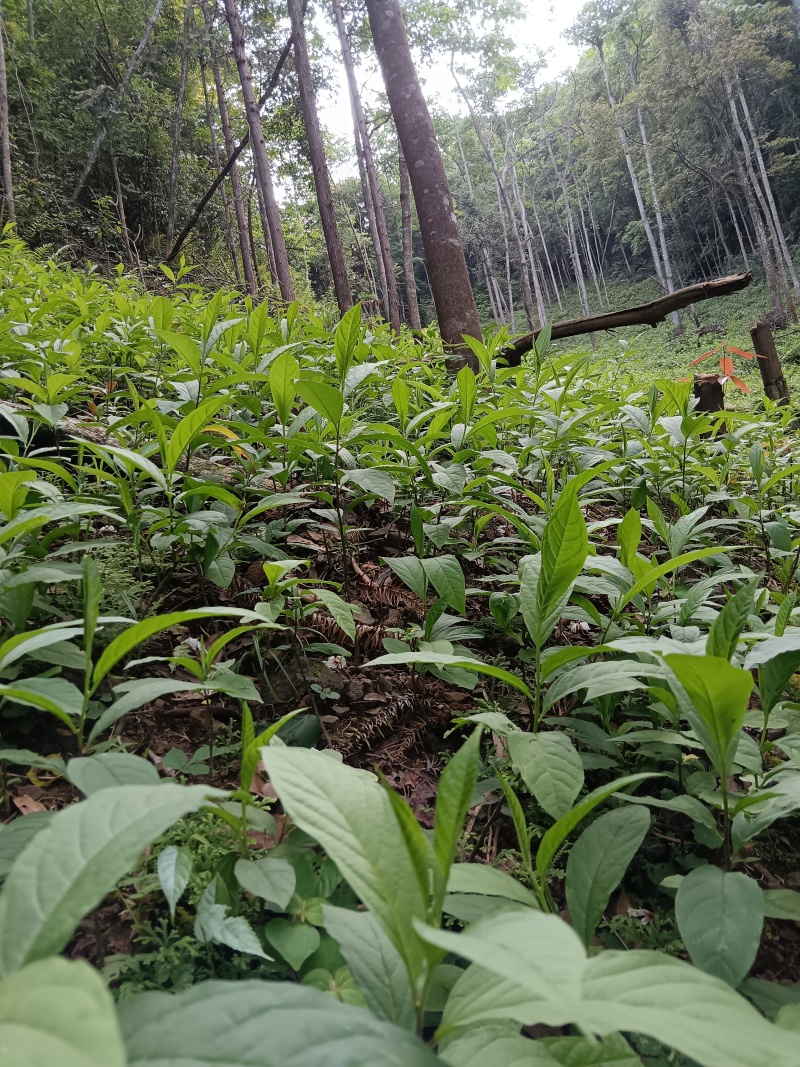 黄花倒水莲种子苗，大，中，小。苗粗根壮。无病株。