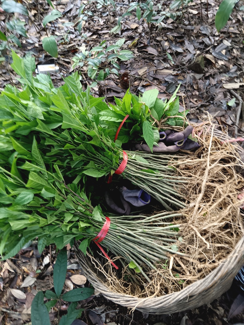 黄花倒水莲种子苗，大，中，小。苗粗根壮。无病株。