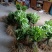 黄花倒水莲种子苗，大，中，小。苗粗根壮。无病株。