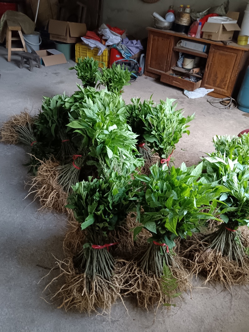 黄花倒水莲种子苗，大，中，小。苗粗根壮。无病株。