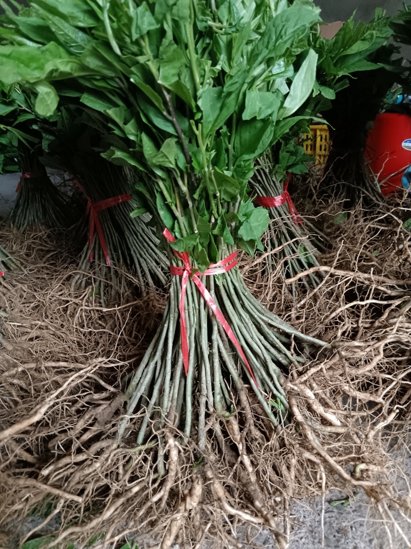 黄花倒水莲种子苗，大，中，小。苗粗根壮。无病株。