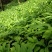黄花倒水莲种子苗，大，中，小。苗粗根壮。无病株。