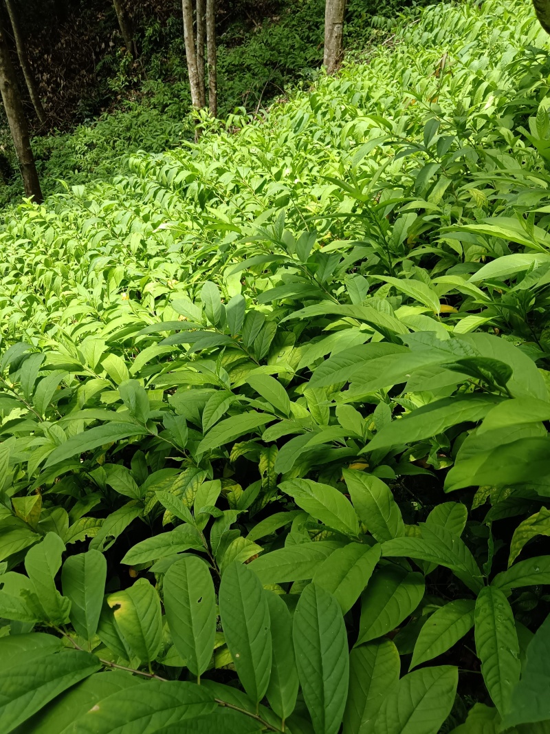 黄花倒水莲种子苗，大，中，小。苗粗根壮。无病株。