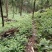 黄花倒水莲种子苗，大，中，小。苗粗根壮。无病株。