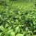 黄花倒水莲种子苗，大，中，小。苗粗根壮。无病株。