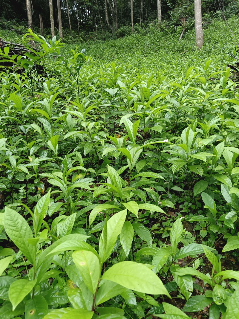 黄花倒水莲种子苗，大，中，小。苗粗根壮。无病株。