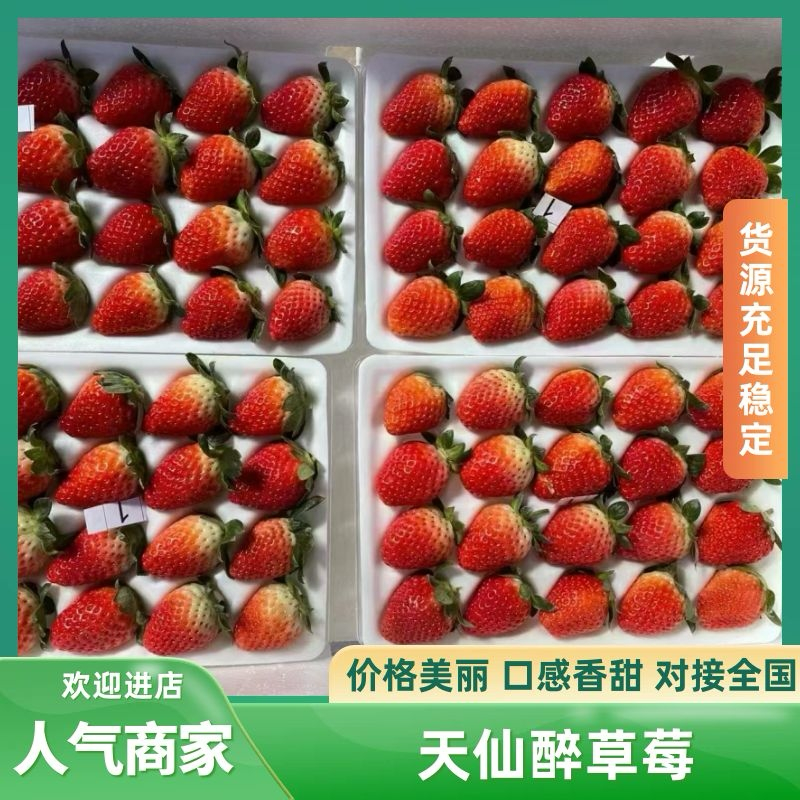 精品天仙醉草莓，按需包装，质量保证，价格可谈