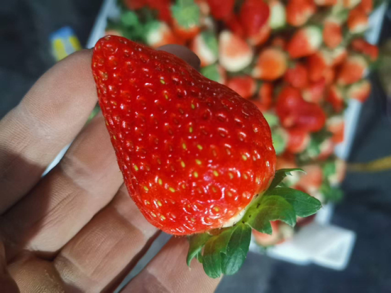 精品天仙醉草莓，按需包装，质量保证，价格可谈