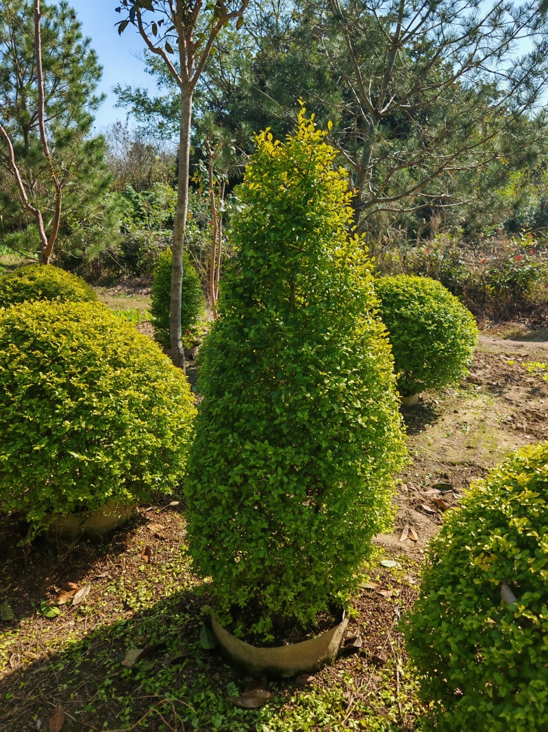 亮晶女贞锥子高度80cm至150cm。