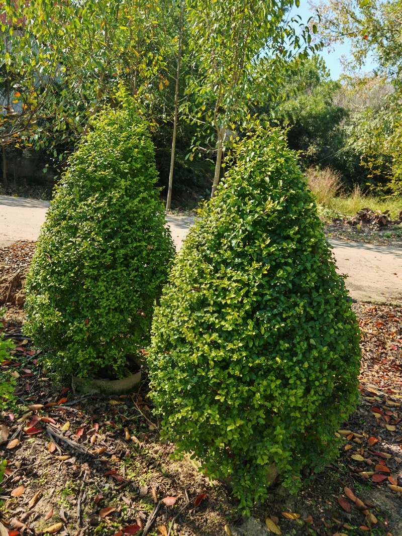 亮晶女贞锥子高度80cm至150cm。