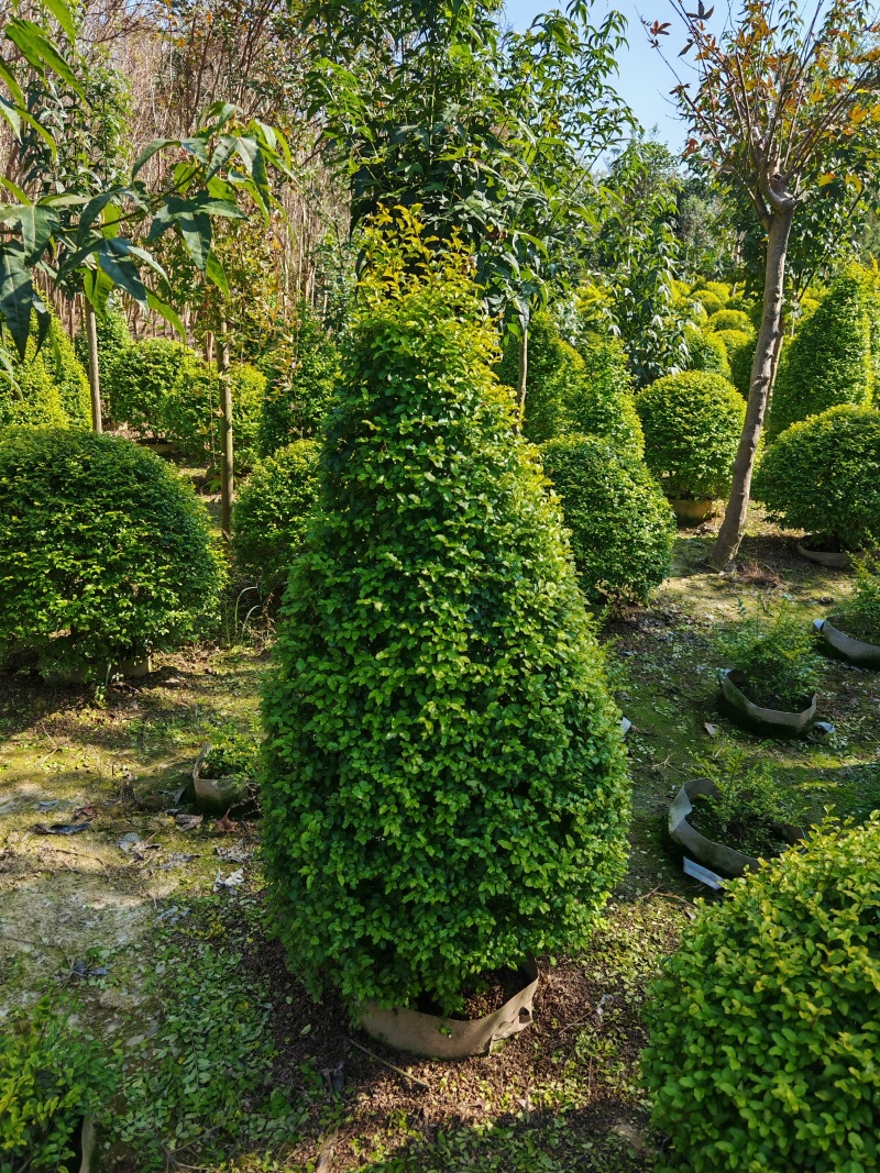 亮晶女贞锥子高度80cm至150cm。