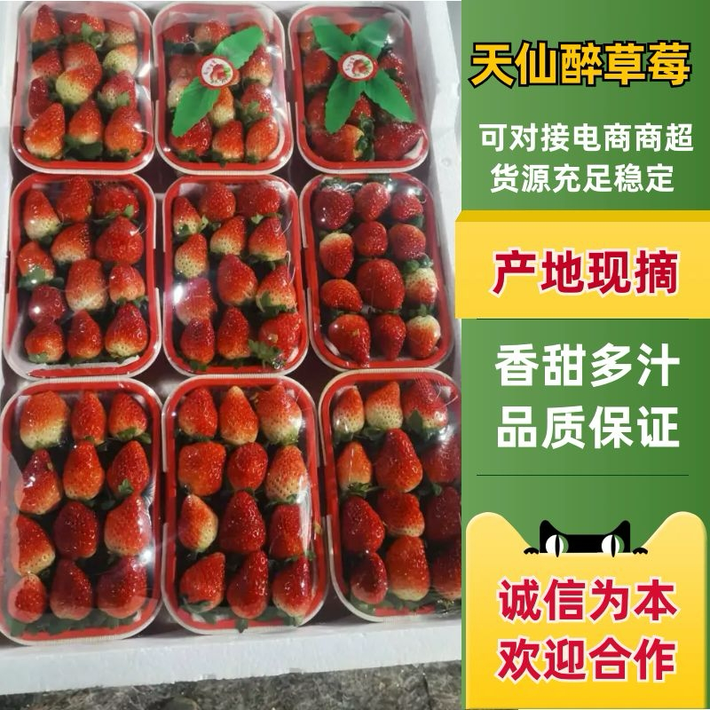 精品天仙醉草莓、品质保证，按需包装，一条龙服务