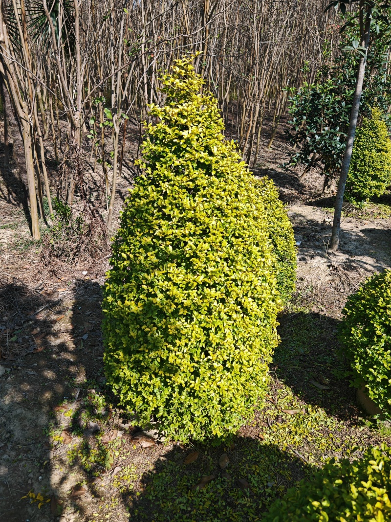 亮晶女贞锥子高度80cm至150cm。