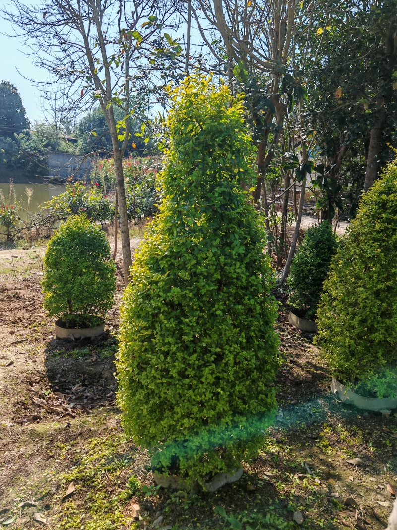 亮晶女贞锥子高度80cm至150cm。