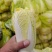 【产地发货】精品娃娃菜毛菜，湖北宜城娃娃菜，产地一手货源