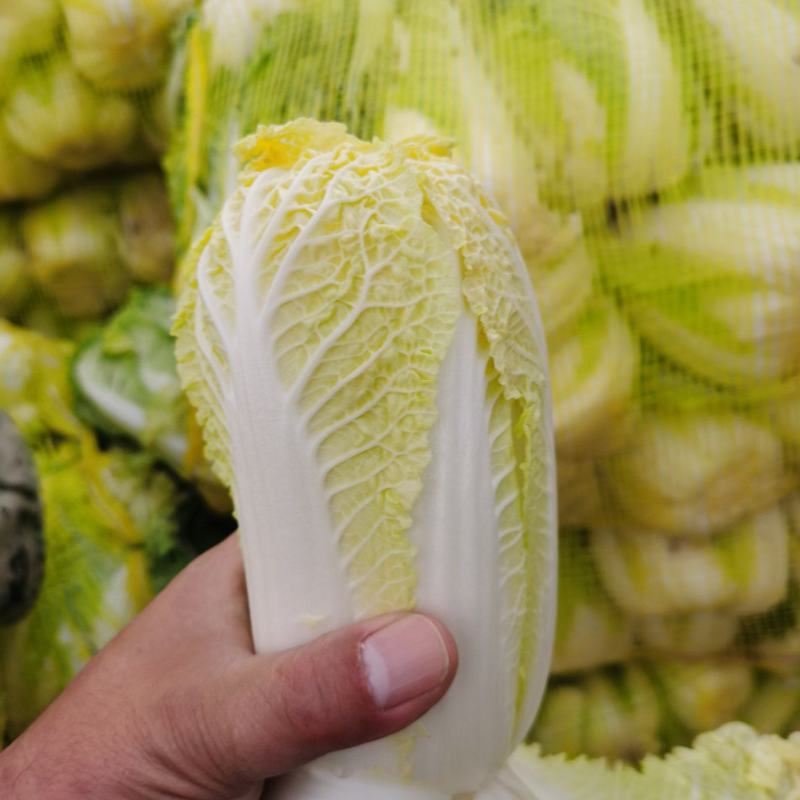 【产地发货】精品娃娃菜毛菜，湖北宜城娃娃菜，产地一手货源