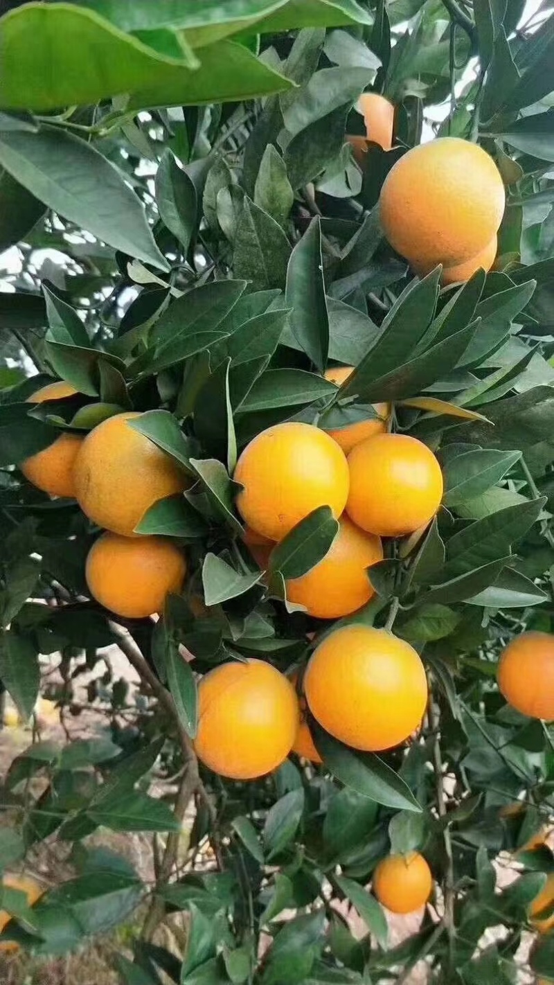 麻阳冰糖橙
