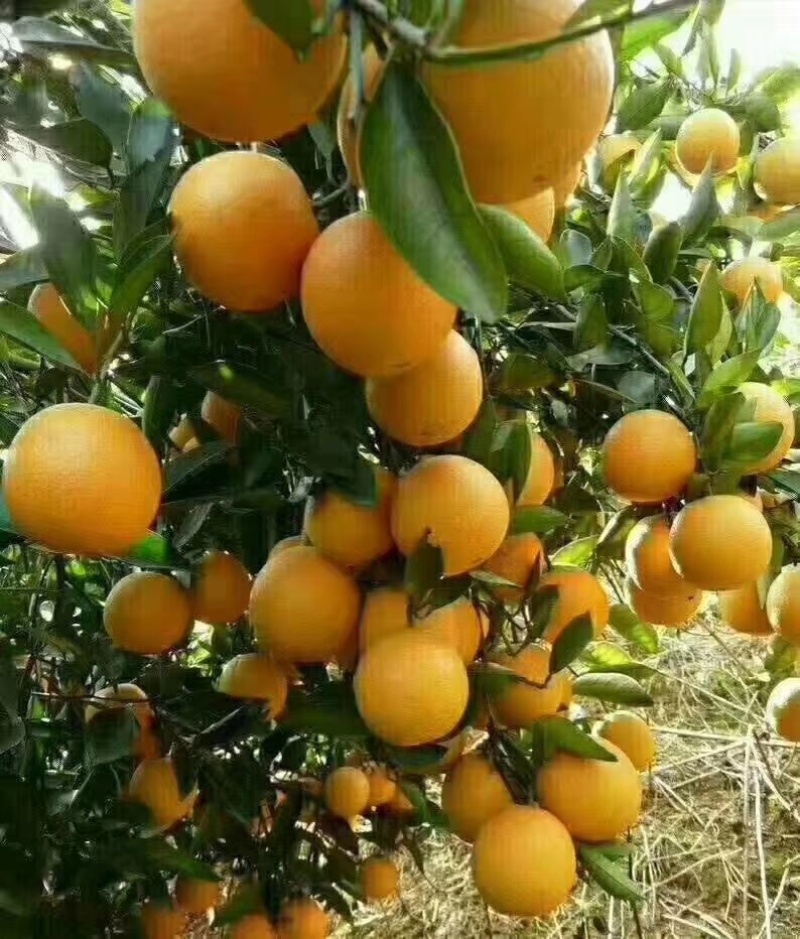麻阳冰糖橙