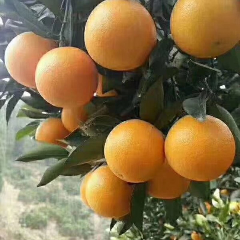 麻阳冰糖橙
