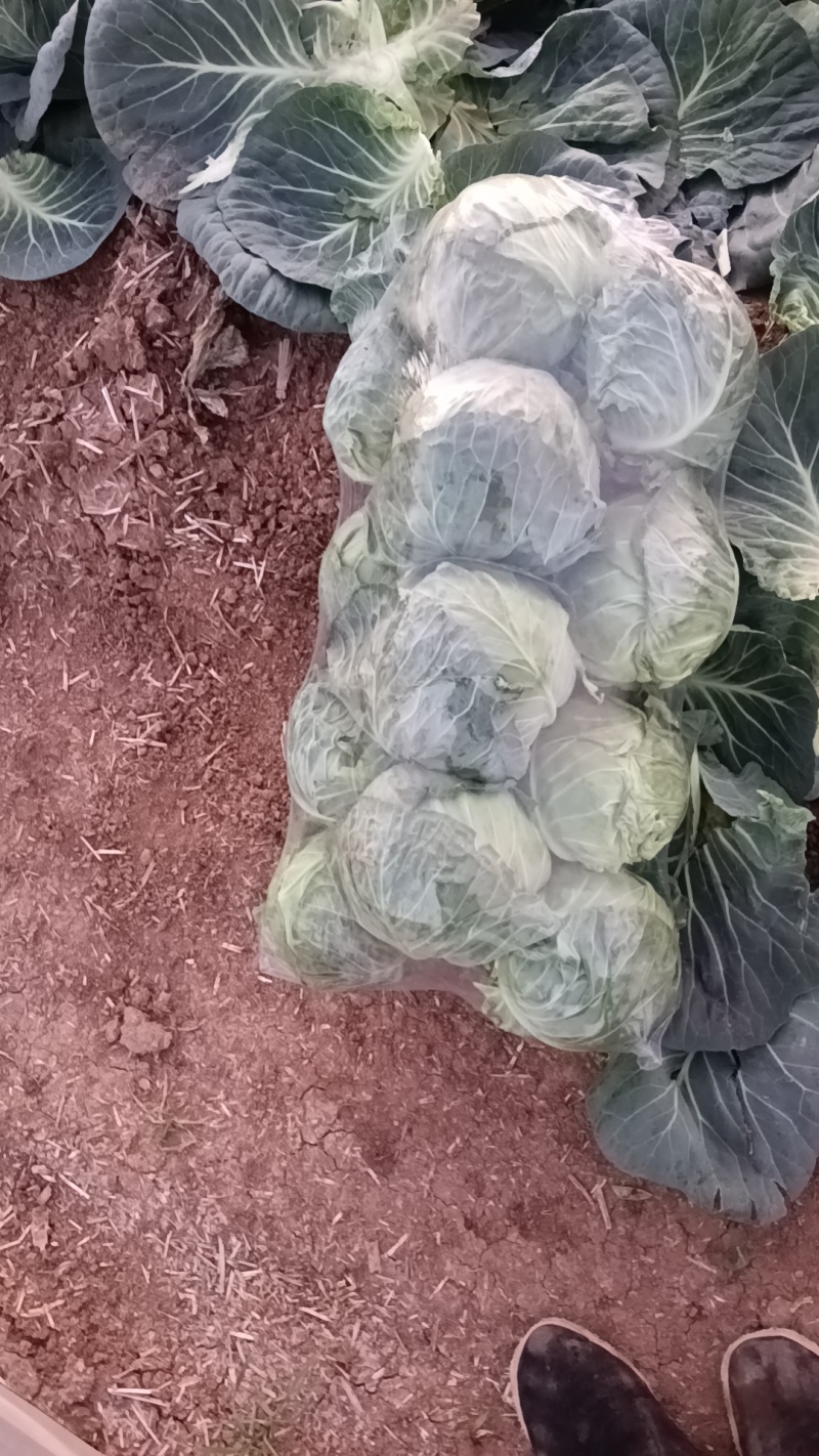 精品甘蓝货源充足/大量供应各大市场批发市场超市/价格公道
