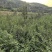 新鲜河北连翘苗，优质苗木，快来选购！