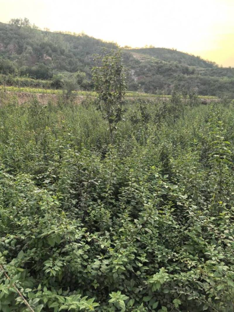 新鲜河北连翘苗，优质苗木，快来选购！