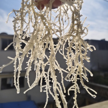 山东特产龙须菜石花菜半干爽口脆嫩夏季凉拌菜石花菜非鸡