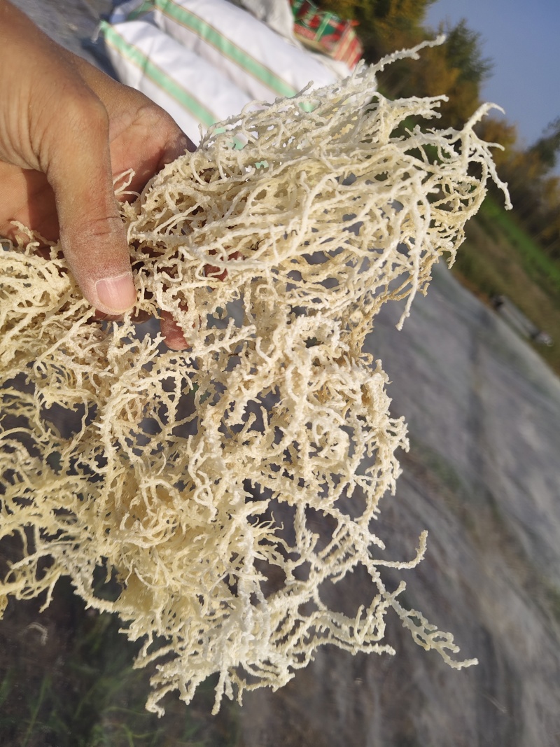 山东特产龙须菜石花菜半干爽口脆嫩夏季凉拌菜石花菜非鸡