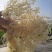 山东特产龙须菜石花菜半干爽口脆嫩夏季凉拌菜石花菜非鸡