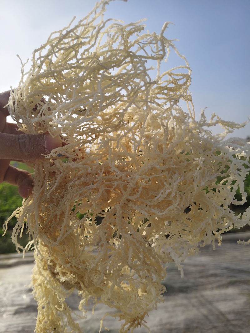 山东特产龙须菜石花菜半干爽口脆嫩夏季凉拌菜石花菜非鸡