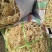山东特产龙须菜石花菜半干爽口脆嫩夏季凉拌菜石花菜非鸡
