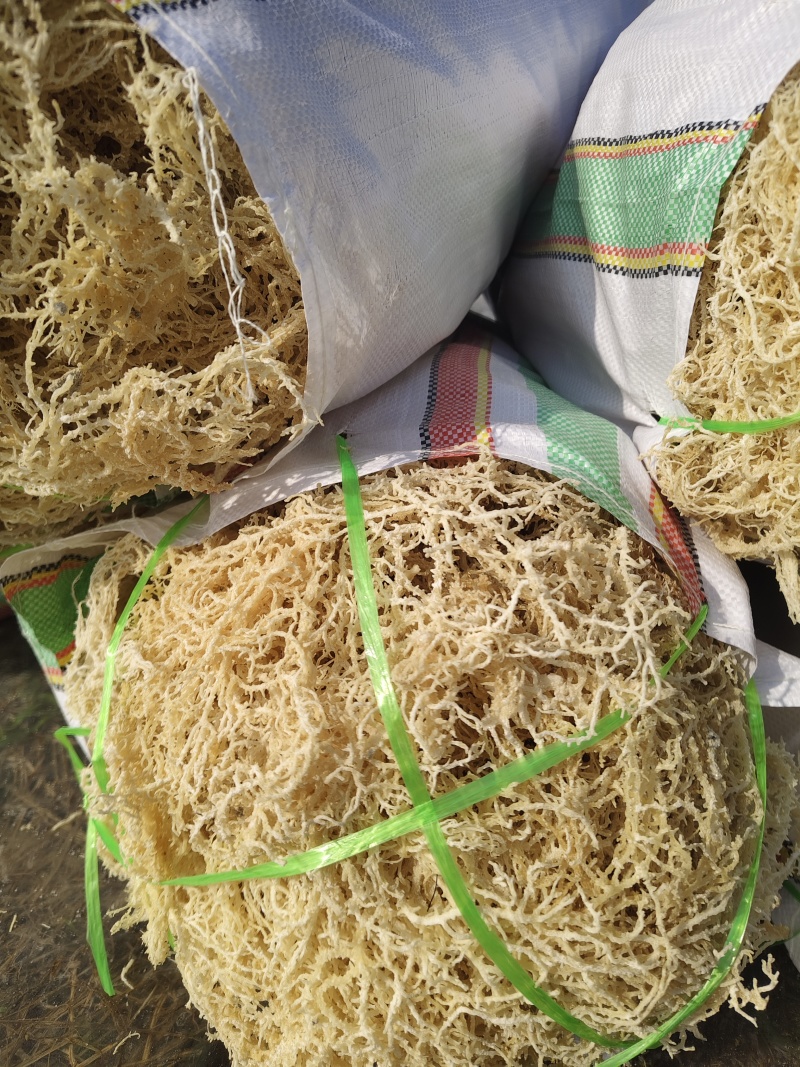 山东特产龙须菜石花菜半干爽口脆嫩夏季凉拌菜石花菜非鸡