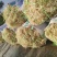 山东特产龙须菜石花菜半干爽口脆嫩夏季凉拌菜石花菜非鸡