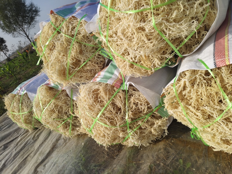 山东特产龙须菜石花菜半干爽口脆嫩夏季凉拌菜石花菜非鸡