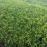 大红袍茶自己种的24年的茶树有图有真相品质非常好****