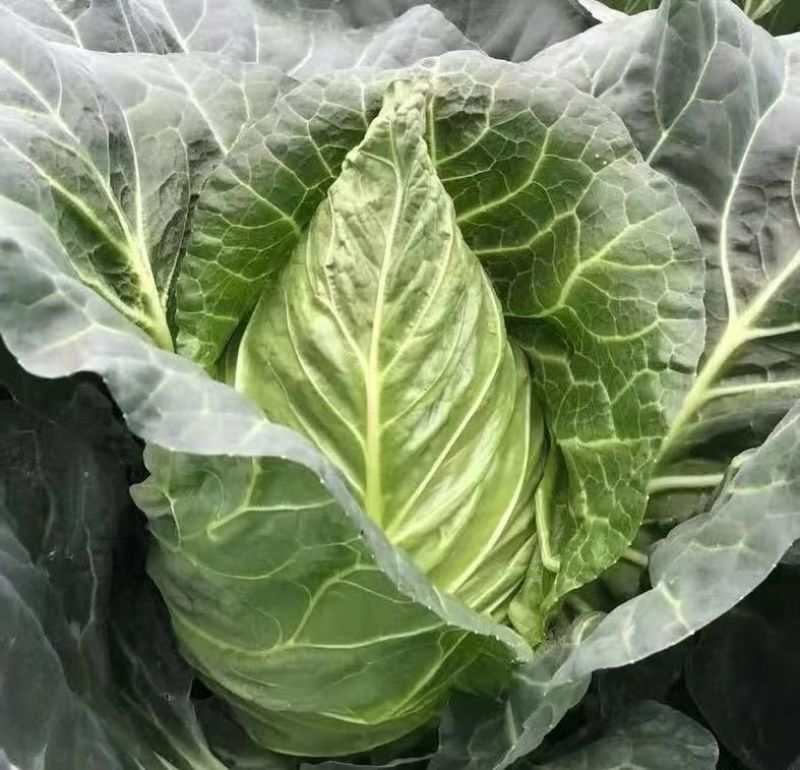 河北甘蓝暖棚牛心甘蓝品质好价格实惠欢迎来电洽谈