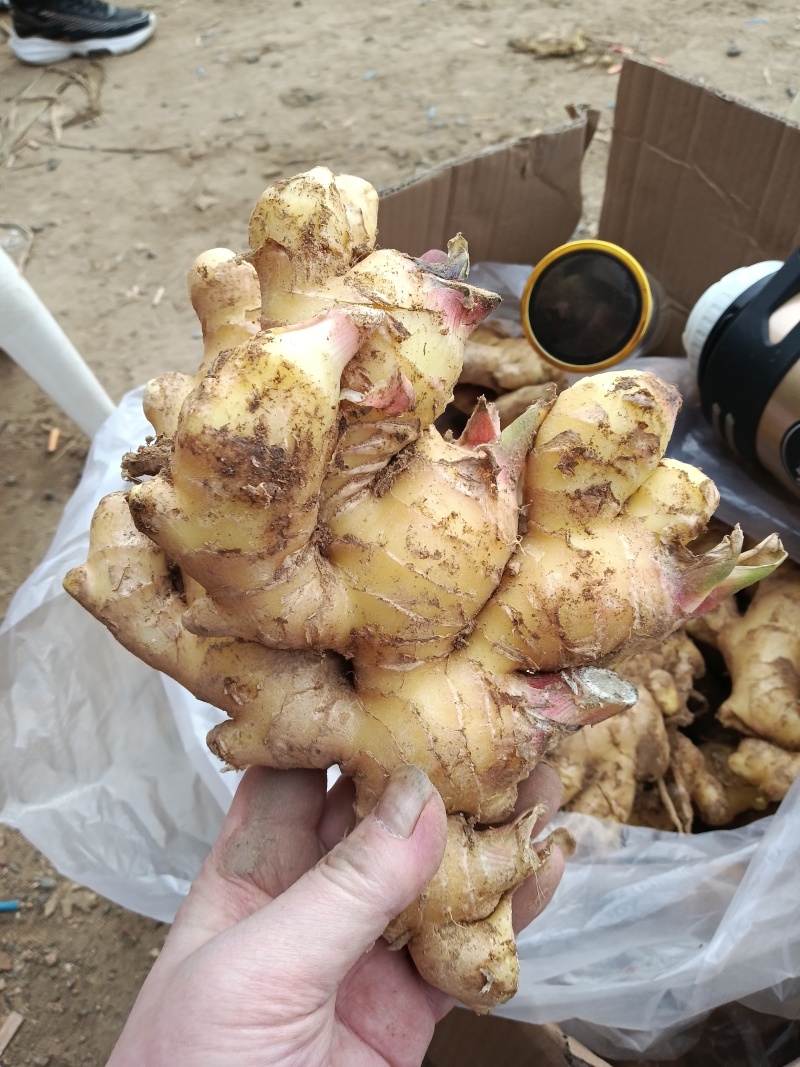 鲜姜仔姜鲜姜大量上市优质鲜姜品质好代收代存提供山洞