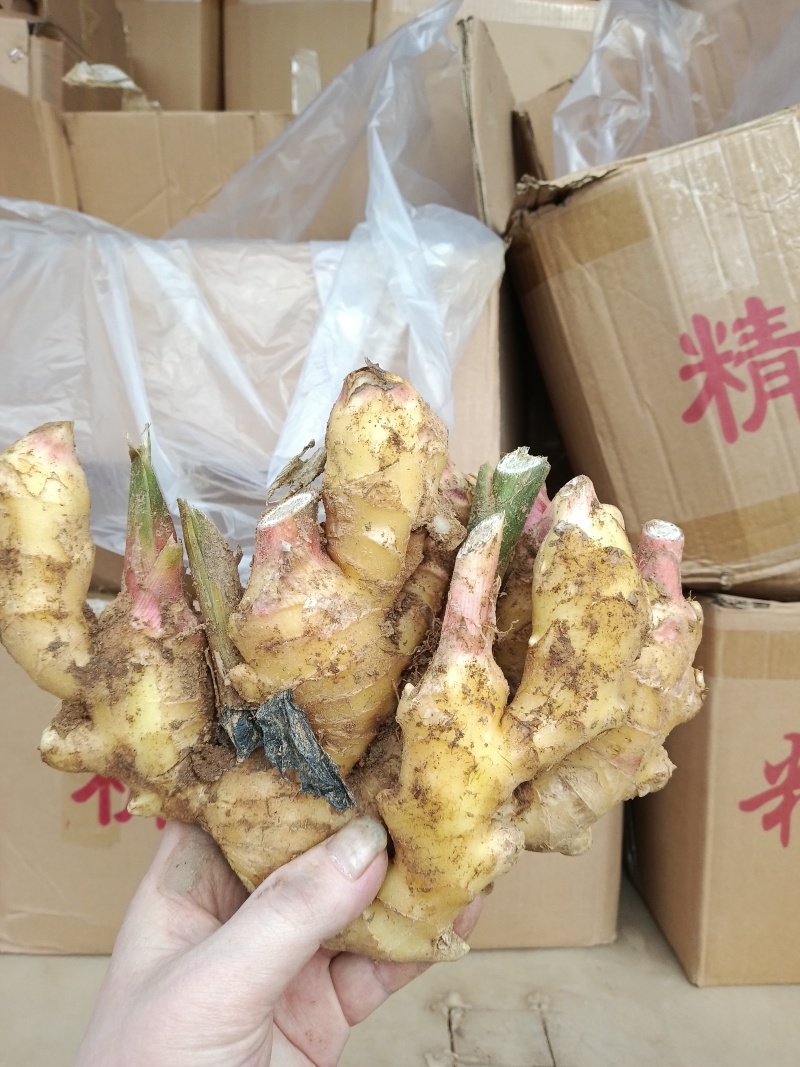 鲜姜仔姜鲜姜大量上市优质鲜姜品质好代收代存提供山洞