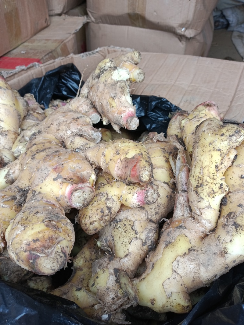 鲜姜仔姜鲜姜大量上市优质鲜姜品质好代收代存提供山洞
