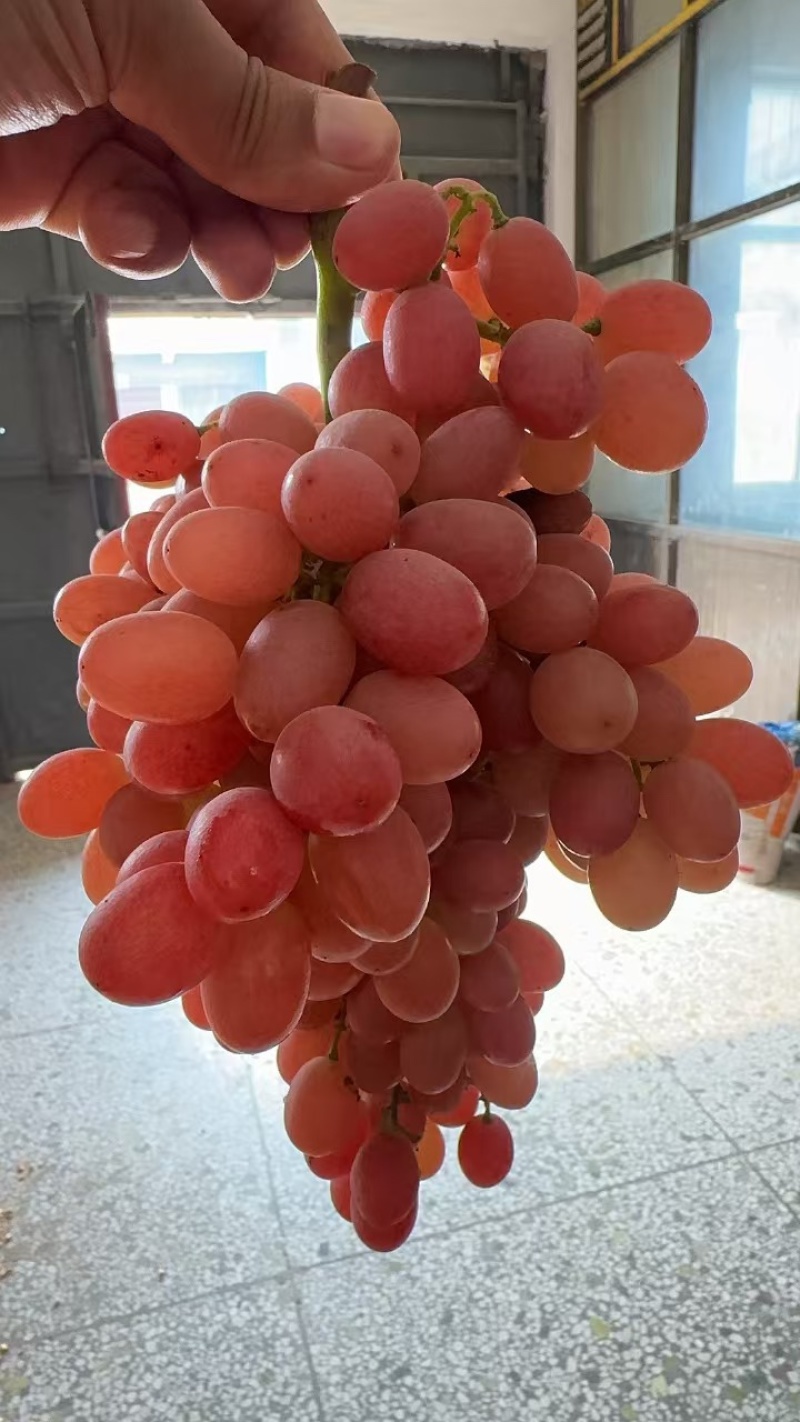 葡萄产地直销红玫瑰葡萄